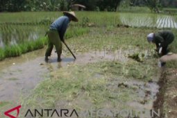 Lahan pesawahan di Sukabumi tidak terdampak kekeringan