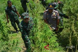 TNI temukan 20 hektare ladang ganja