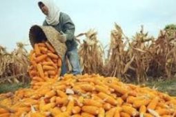 Produksi Jagung Lebak Jadi Andalan Ekonomi Petani