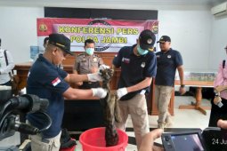 Polisi buru jaringan sindikat perdagangan kulit harimau