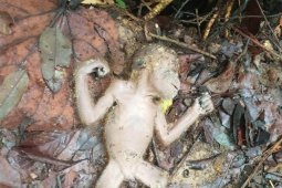 BBTNGL temukan orangutan mati di Bukit Lawang