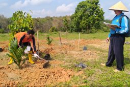 BPP gelar uji kompetensi mandor penanaman sawit