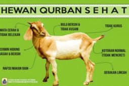 Hewan Qurban Kalsel Cukup