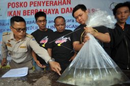 Warga Jambi serahkan ikan aligator ke BKIPM