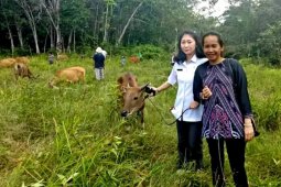 60 ekor sapi mati diduga terjangkit penyakit jembrana