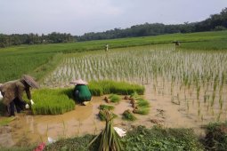 Petani Aceh Barat mulai tanam padi rendengan