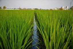 Hari Pangan Se-Dunia, enam pemulia tanaman terima penghargaan