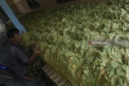 HARGA TEMBAKAU DI PROBOLINGGO TINGGI