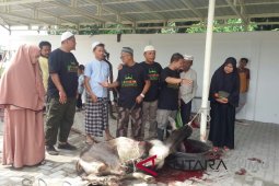 OPD Labura kurban 30 ekor lembu
