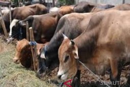 Pemkot perkirakan stok hewan kurban aman