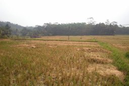 13 kecamatan di Sukabumi terdampak kekeringan