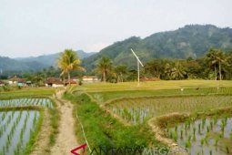 Lahan pertanian di Nyalindung terserang hama blas
