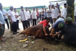 137 hewan kurban disembelih Pemkab Asahan