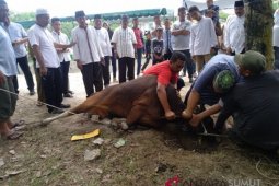 Pemotongan hewan kurban 2018 Tapsel meningkat