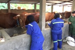 Petugas Kesehatan Hewan Madiun Temukan Dugaan Kambing Gelonggongan