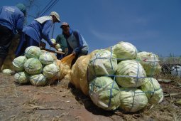Harga Kubis Anjlok
