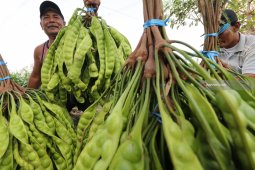 Harga Petai Turun