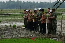 Distanketapang Langkat-petani Langkat tanam padi 200 hektare
