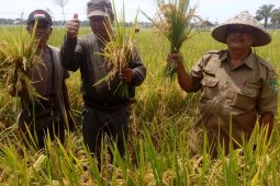 Realisasi panen padi petani Langkat 50,20 persen