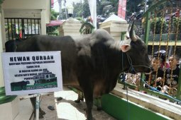 Sapi kurban Presiden Jokowi diserahkan ke Batumerah