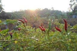 Balangan residents busy cultivating chili