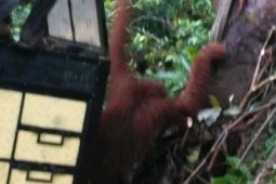 Orang utan dievakuasi karena masuk keperkebunan warga