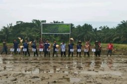 BI kembangkan klaster padi organik di Binjai