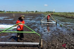 S Kalimantan to open new paddy field in four districts