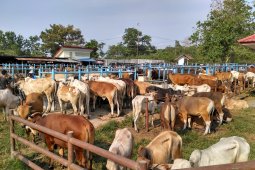 Sapi Bali lebih diminati untuk hewan qurban