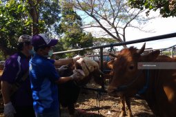Stok Hewan Qurban Cukup, Tulungagung Tolak Sapi Impor