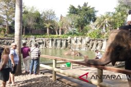 Hari Gajah Dunia, "Bali Zoo" suguhkan Gajah mandi massal