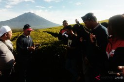 BUMN Hadir- SMN Maluku Utara takjub panorama kebun teh Kayu Aro