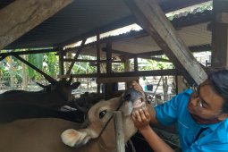 Pemkab Batanghari periksa kesehatan hewan qurban