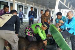 ASN  Setdakab Batola sembelih hewan qurban
