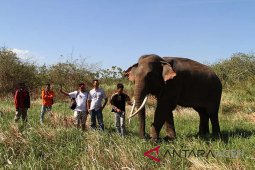 BKSDA Aceh lepas gajah liar ke hutan lindung