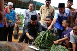 Pemkab Labuhanbatu kurban 9 ekor lembu