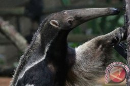 Peneliti: Ditemukan jenis semut baru di Sumatera