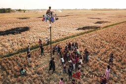 Panjat pinang kampung nelayan