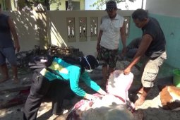 Petugas Madiun Temukan Cacing Hati pada Sapi Kurban