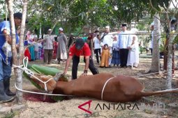 Polres Bangka Selatan potong tujuh hewan kurban