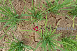 Delapan kecamatan di Bengkulu Selatan terancam kekeringan