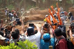 Bupati Rendra Paham Soal Birahi Sapi