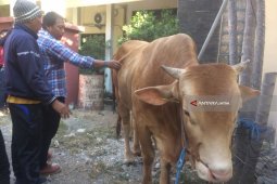 Nasdem Jatim Bagikan Sapi Kurban