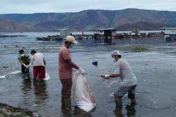 Ribuan ikan mati mendadak di Samosir