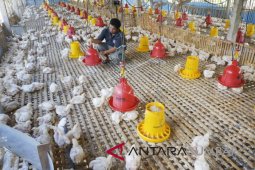Daging ayam di batulicin tembus rp60.000/ekor