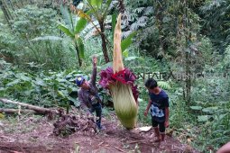 Bunga bangkai mekar di lahan pertanian warga
