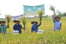 Produksi Palawija Lebak Tembus  19.118 Ton