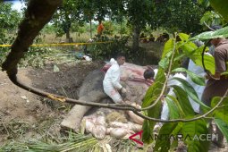 BKSDA lakukan nekropsi bangkai gajah
