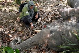 Diduga Terpapar Tuba Ikan, Gajah Jinak Ditemukan Mati