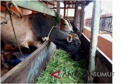 Warga Binjai Kurban 1.431 sapi 455 domba